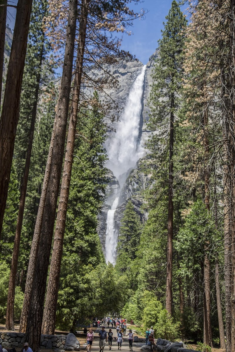 Redwood Forest